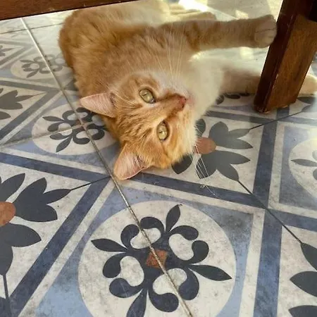 Villa Mit Garten, 500 M Zum Strand, In Der Naehe Der Stadt *