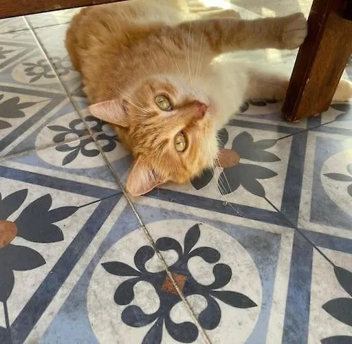 Villa Mit Garten, 500 M Zum Strand, In Der Naehe Der Stadt *