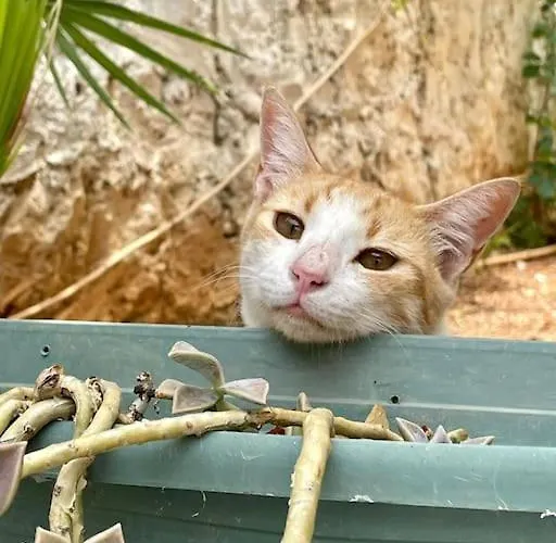 Mit Garten, 500 M Zum Strand, In Der Naehe Der Stadt 别墅
