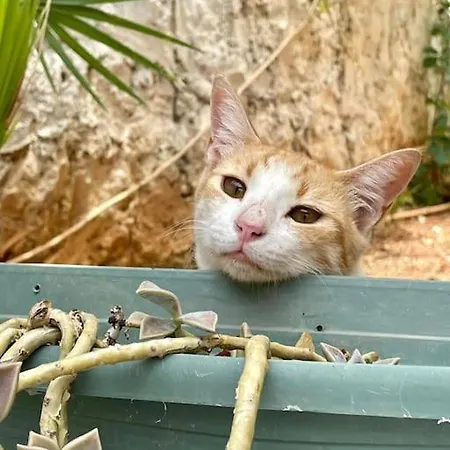 Mit Garten, 500 M Zum Strand, In Der Naehe Der Stadt 别墅